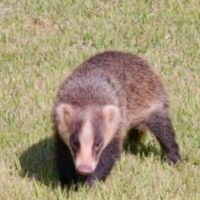 小動物