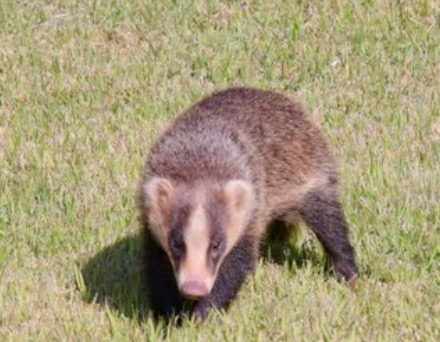 小動物
